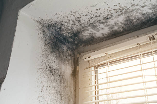 Affordable Hvac And Air Duct Mold Remediation solutions in Jenison, MI
